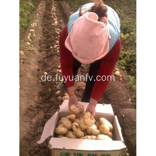 Neue Kartoffel aus 2018 neue Ernte